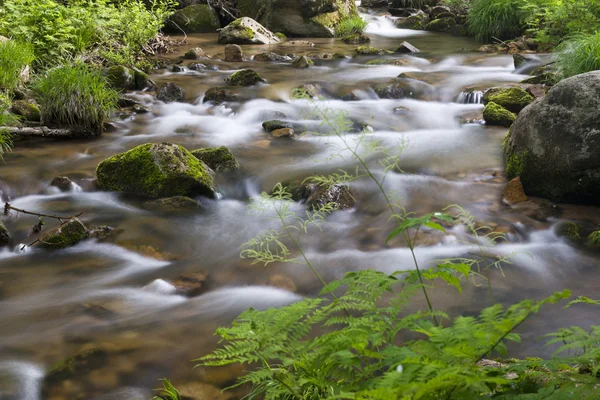 Creek in the forest — Stock Photo, Image