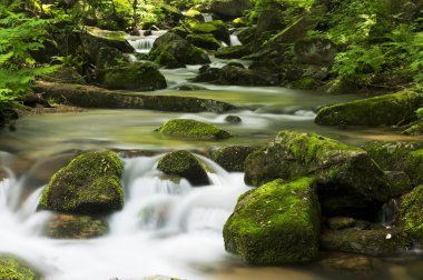 Ormanın derinliklerinde