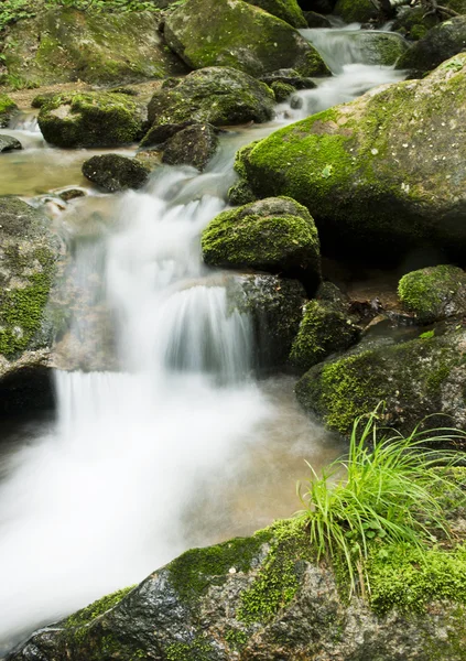 Torrente nella foresta — Foto Stock