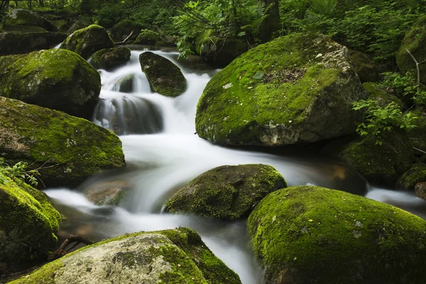 Torrente nella foresta — Foto Stock