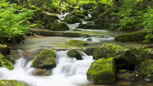 Creek in the forest — Stock Photo, Image