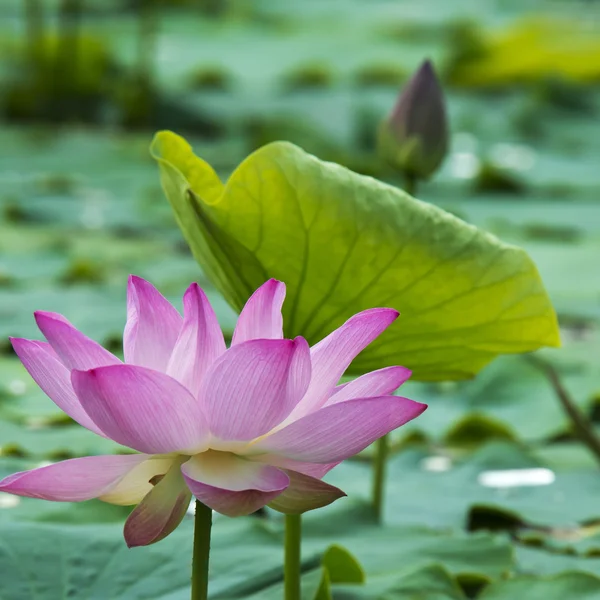 Summer blooming lotus — Stock Photo, Image