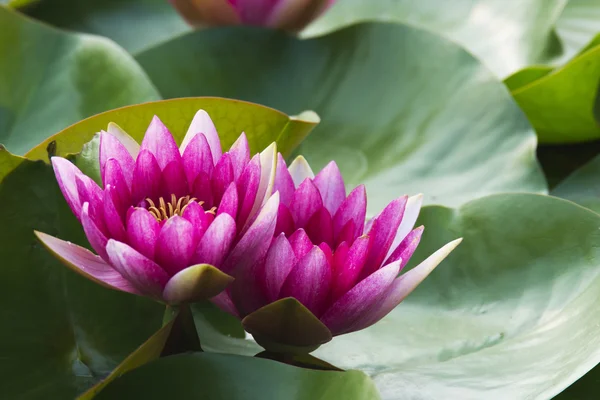 Summer blooming water lilies — Stock Photo, Image