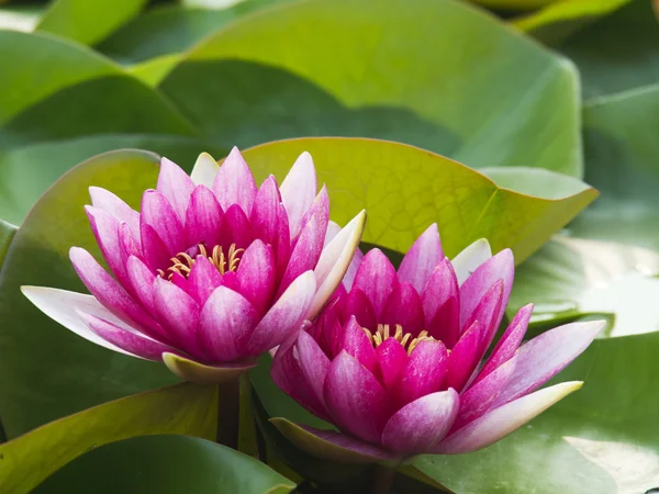 Summer blooming water lilies — Stock Photo, Image