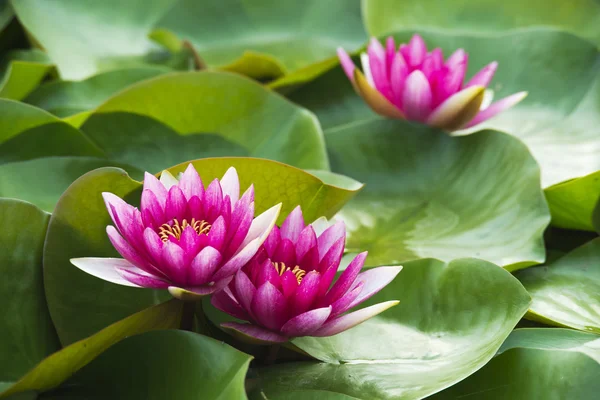 Summer blooming water lilies — Stock Photo, Image