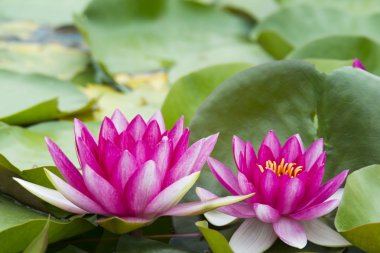 yaz çiçek açan nilüferler