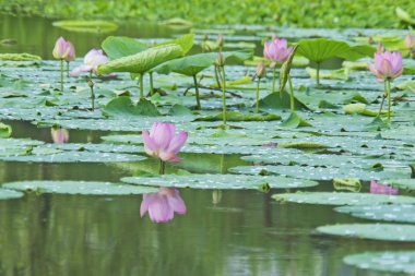 Nilüfer çiçeği açan yaz