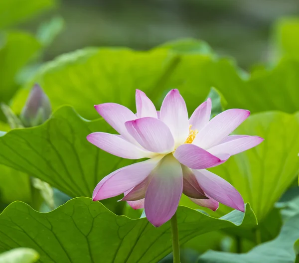 Lotus fleur d'été — Photo