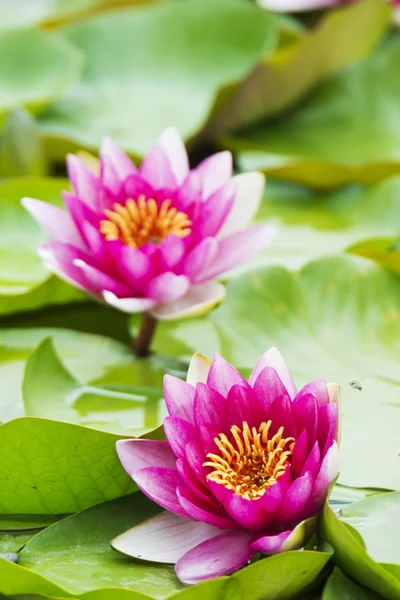 Summer blooming water lilies — Stock Photo, Image