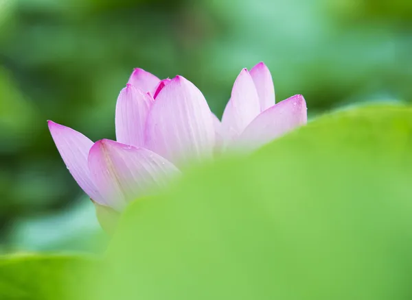 Summer blooming lotus — Stock Photo, Image