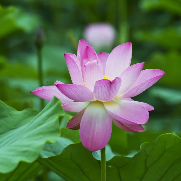 Lotus fleur d'été — Photo