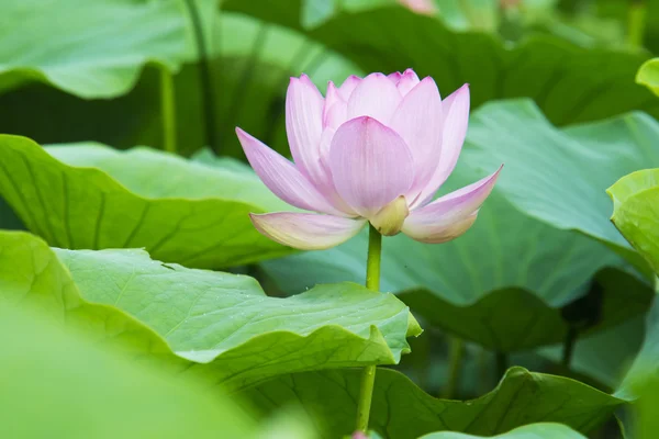Summer blooming lotus — Stock Photo, Image
