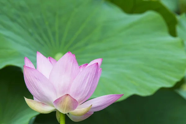 Summer blooming lotus — Stock Photo, Image