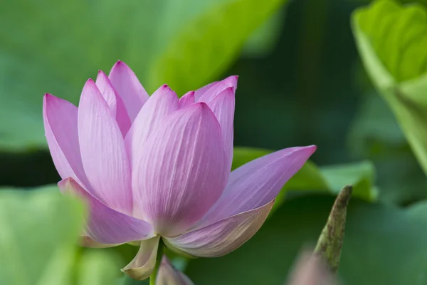 Lotus fleur d'été — Photo