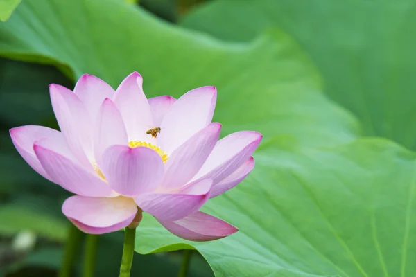 Летний цветущий лотос — стоковое фото