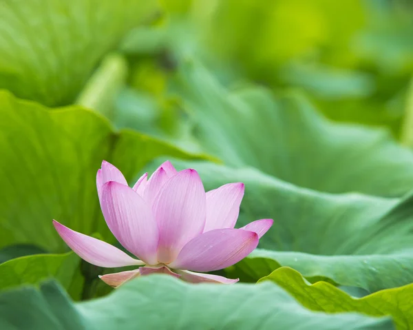 Summer blooming lotus — Stock Photo, Image