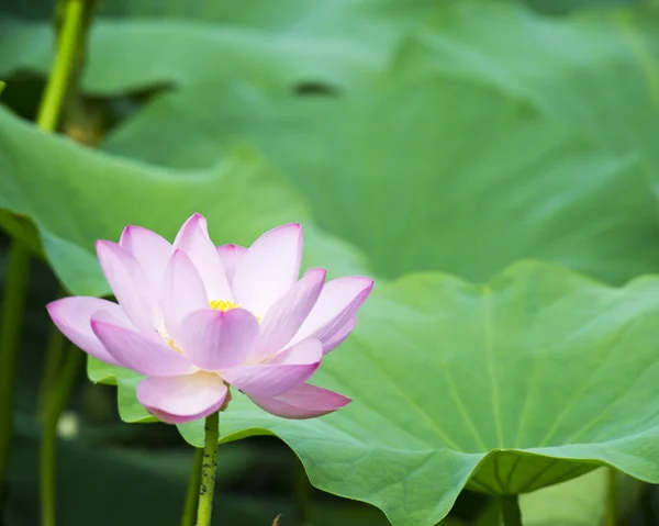 Summer blooming lotus — Stock Photo, Image