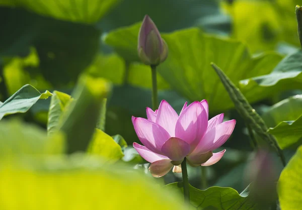 Lotus fleur d'été — Photo