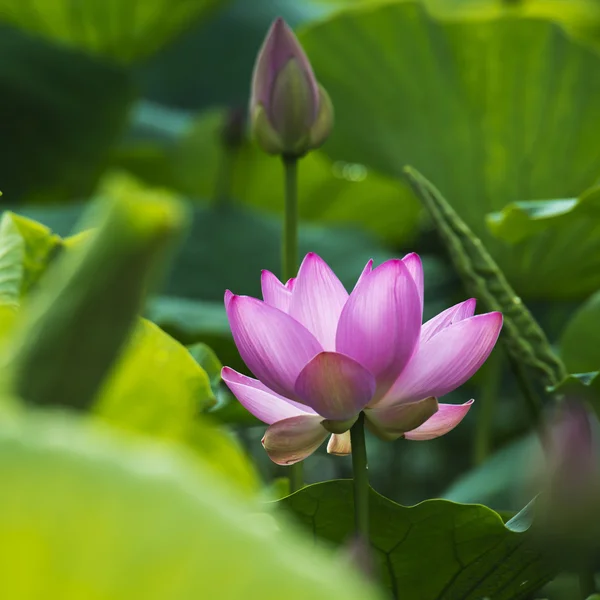 Summer blooming lotus — Stock Photo, Image