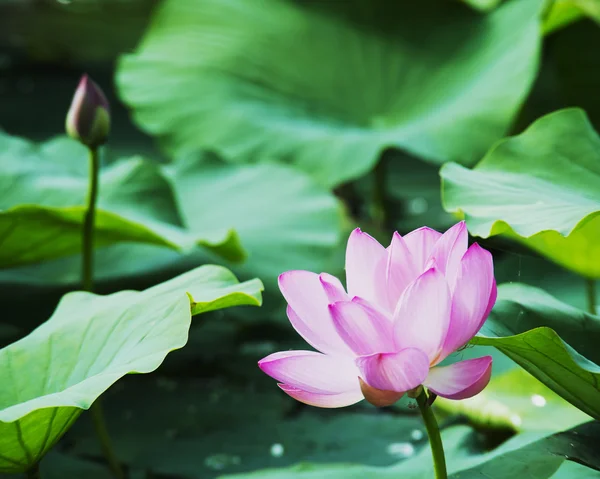 Summer blooming lotus — Stock Photo, Image