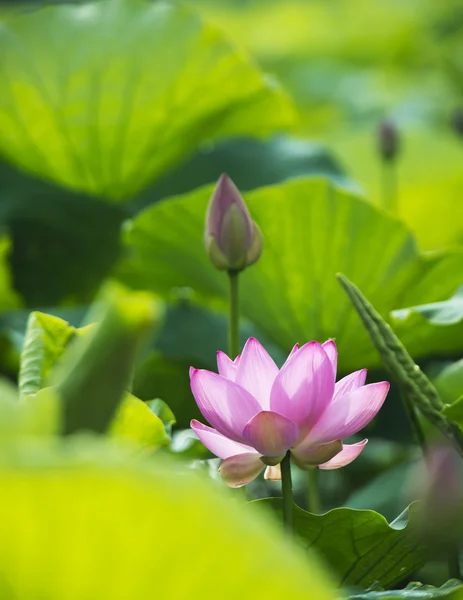 Summer blooming lotus — Stock Photo, Image