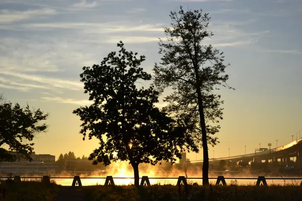 Trees in sunrise — Stock Photo, Image