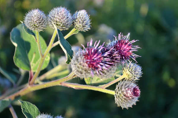 Purple Burdock — Zdjęcie stockowe