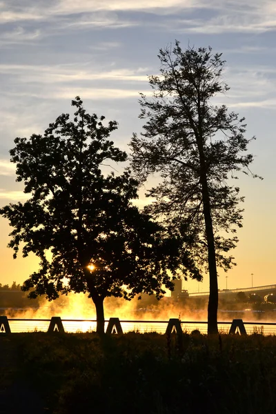 Дерева у сході сонця — стокове фото