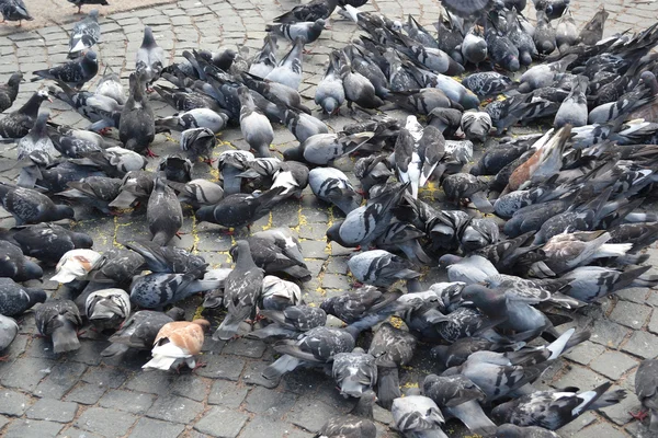 Muitos pombos — Fotografia de Stock