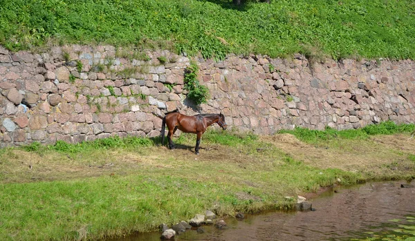 ヴィボルグ城の要塞壁 — ストック写真