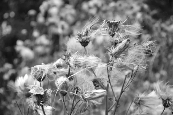 Puch kwiaty — Zdjęcie stockowe