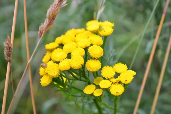 Gele wilde bloemen — Stockfoto