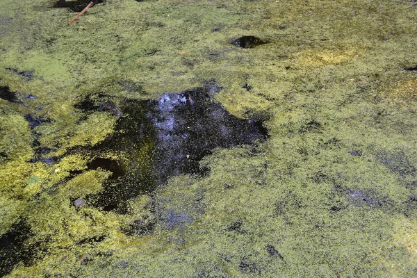 Old pond — Stock Photo, Image