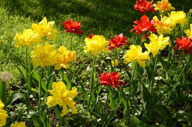 pavlovsk parkta çiçekleri