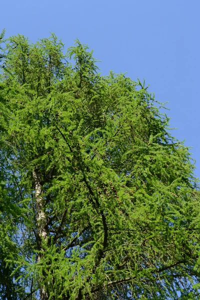 전나무 잎 — 스톡 사진