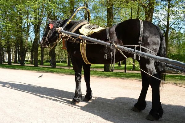 Black horse — Stock Photo, Image