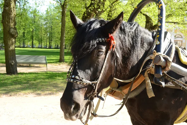 Cavalo Negro — Fotografia de Stock