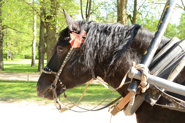 Cavalo Negro — Fotografia de Stock