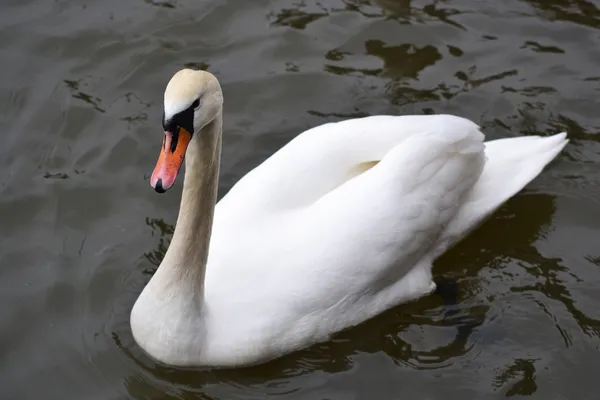 Swan on water — Stock Photo, Image