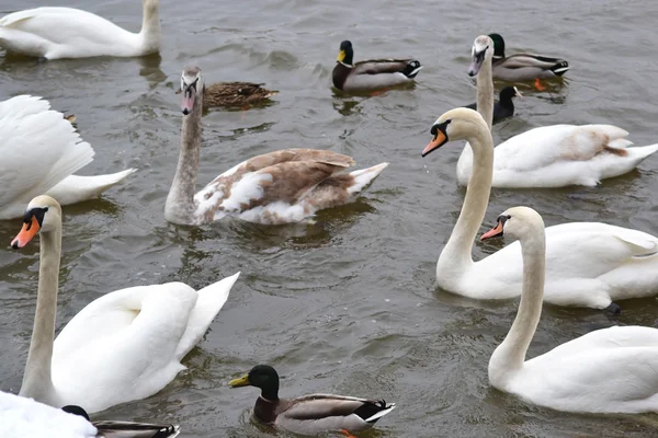 Cisnes en el agua — Foto de Stock