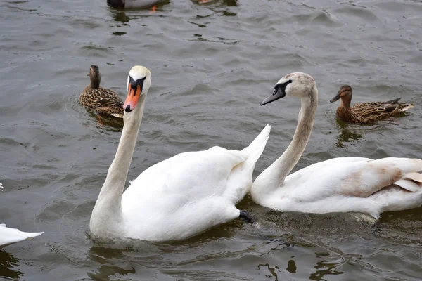 Swans on water — Stock Photo, Image
