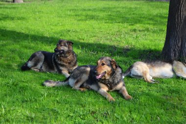 Başıboş köpekler çimlerde uyumayı