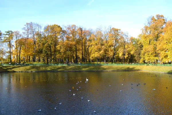 池塘里夏天花园，圣彼得堡 — 图库照片