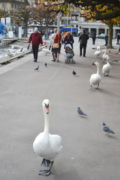 Cisne caminhando no calçadão de Lucerna . — Fotografia de Stock