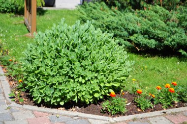 Yeşil güzel çalı