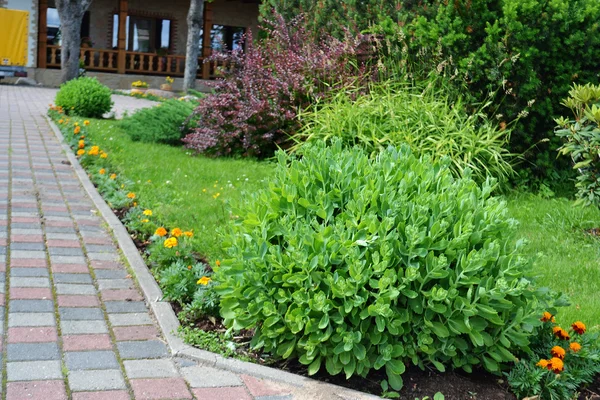 Green beautiful bush — Stock Photo, Image