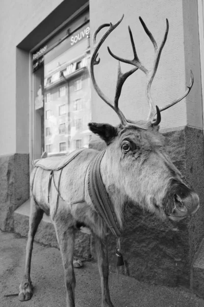 ヘルシンキ、鹿の像 — ストック写真