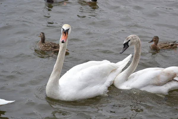 Cisnes en el agua — Foto de Stock