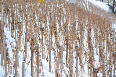 üzüm bağları Şehir Prag