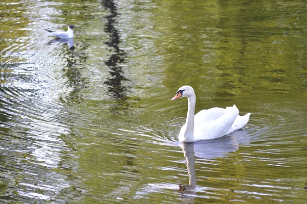 Cisne na lagoa — Fotografia de Stock